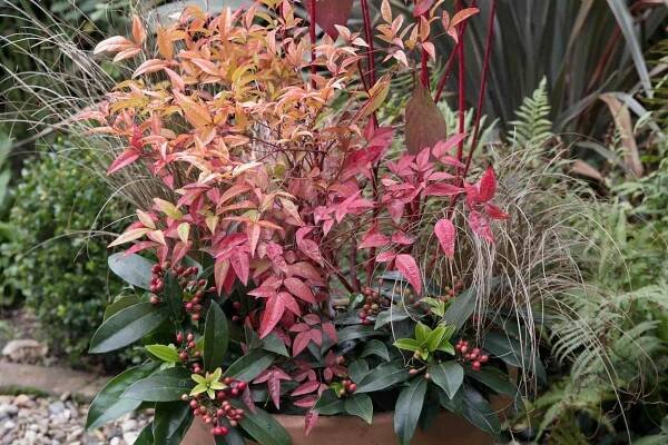39-facts-about-nandina