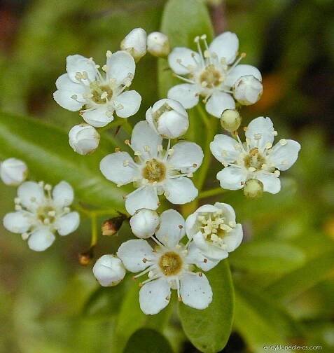 Hlohyně úzkolistá (Pyracantha angustifolia)
