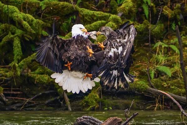 Two bald eagles. Photo by winner Dave Govan. Photo title is Competition.