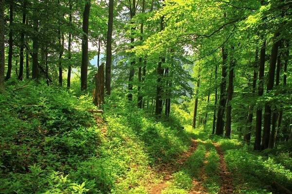 Túra: Predný a Zadný Japeň z Dolného Harmanca | HIKING.SK