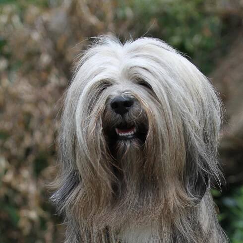 Rasse – Main Tibet Terrier