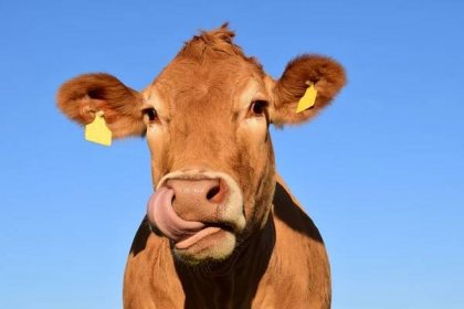 O kravách a lidech: Kde se vzal skot, jaký je rozdíl mezi krávou a jalovicí  a co vám dávají do burgerů? - Česko Živě