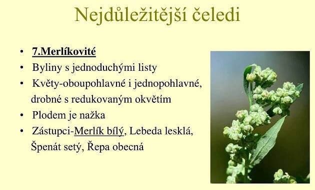 PPT - Dvouděložné rostliny PowerPoint Presentation, free download - ID:1061098