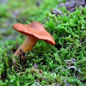 Pavučinec plyšový: Hodně zákeřná houba. Jak ho odlišit od václavky?