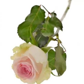 Růžová růže REVIVAL SWEET 70 cm (CL)
