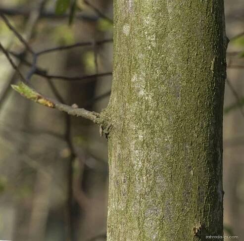 Carpinus betulus L. (habr obecný)