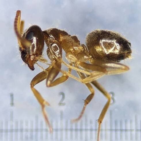 Snímek 'Mravenec Lasius neglectus.' - PŘÍRODA.cz