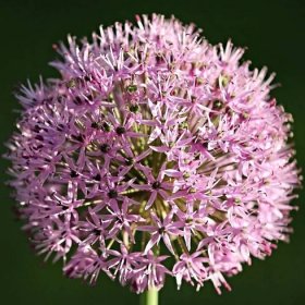 Okrasný česnek Karatavský – Allium – česneky – cibule – pěstování