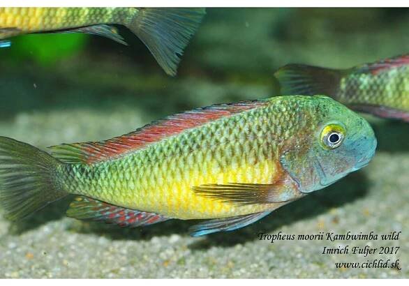 Tropheus moorii 'Kambwimba' 'Red Rainbow' WILD