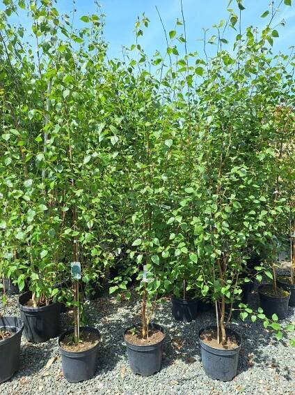 Betula utilis var. jacquemontii, výška 190-200cm, kontejner 20l