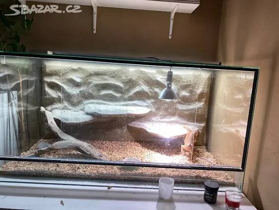 Agama Vousatá + Terarium (lze zakoupit jen jedno)
