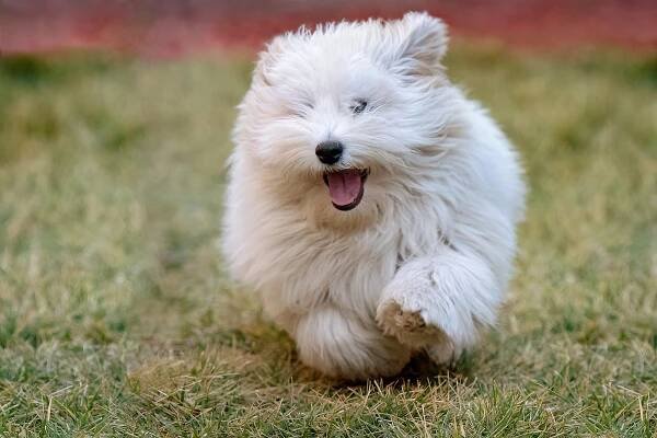 Las Vegas Pet Photographer | Dog Photography at home garden| Images By EDI | Watch Me Grow Photo Session | Photo of Coton de Tulear puppy running