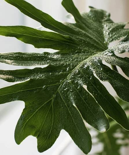 Wet philodendron selloum leaf with sprayed water