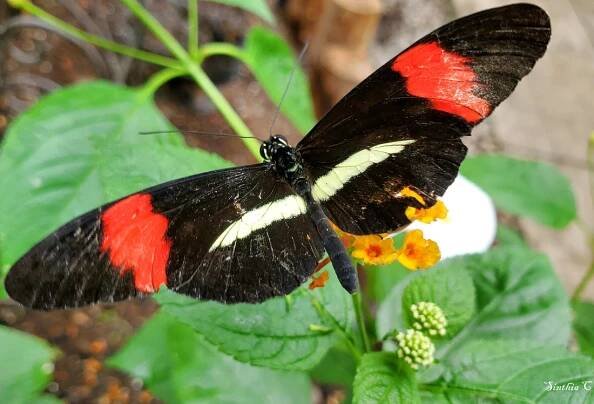 Butterflies