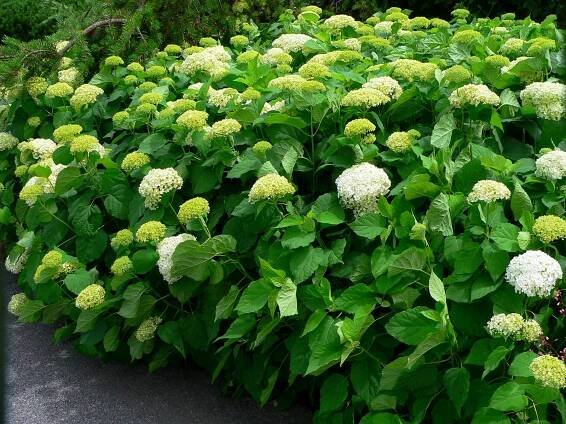 When to prune hydrangeas for best bloom | UMN Extension