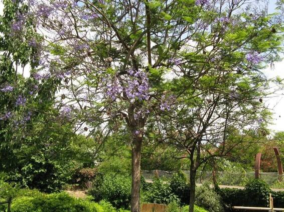 Jacaranda (Žakaranda) - eshop, prodej, semena, rostliny, pěstování, fotografie, množení, popis, atd. -> www.rostliny.net