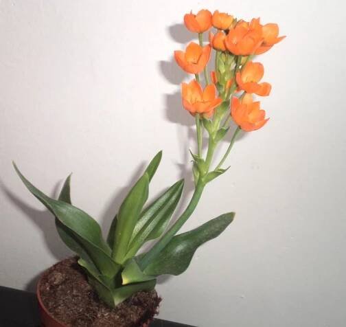 Ornithogalum dubium: snědek – Príma receptář.cz