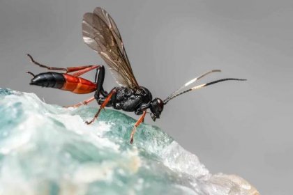 Hmyz v bytě: Jak se zbavit malého hmyzu v domácnosti 5