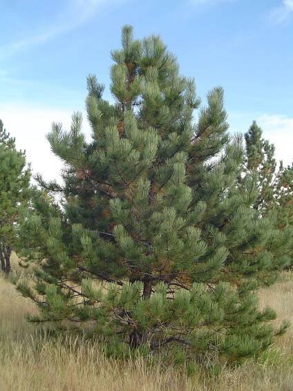 Evergreen trees in Colorado 