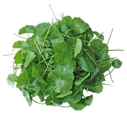Brahmi (Centella asiatica - 60 bylinných kapslí)