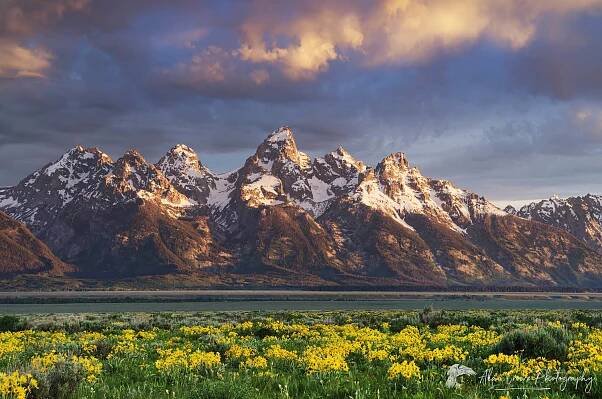 Sunrise over the Teton Range from wildflower meadows of Antelope Flats, Grand Teton National Park Wyoming #52091