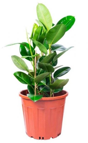 Ficus Elastica Robusta
