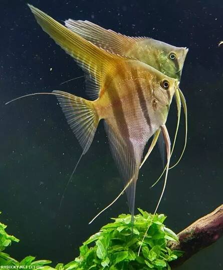 Skalára amazonská 'Manacapuru' - Pterophyllum scalare 'Manacapuru'