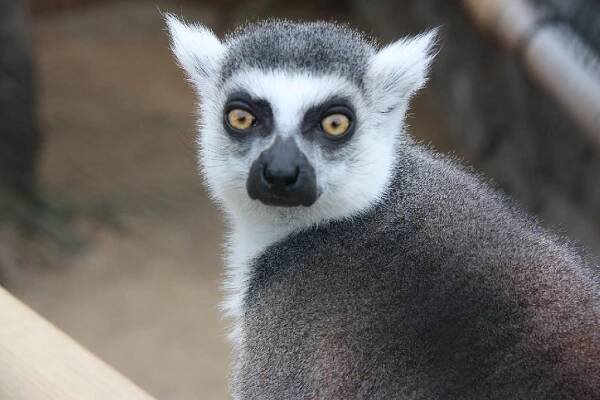 ZooPark DinoPark Vyskov – Czechy latem
