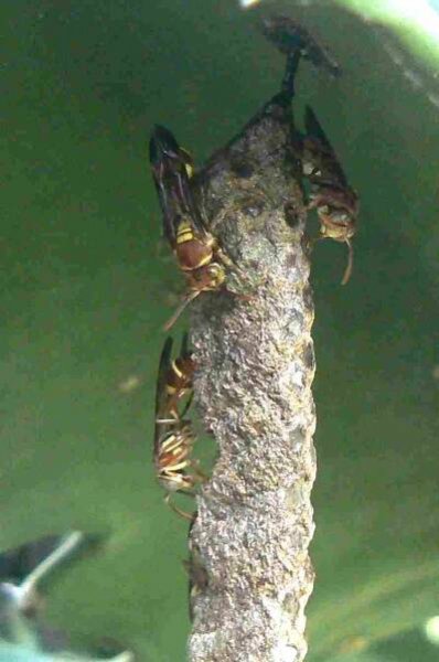 Insekten in Sri Lanka wunderschöne Arten in allen Größen.
