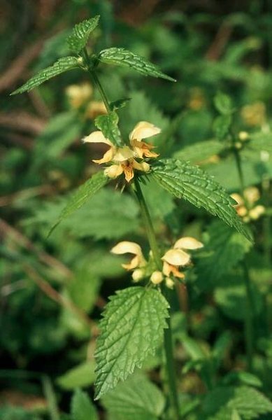 Obrázek - Galeobdolon luteum (pitulník žlutý) | BioLib.cz