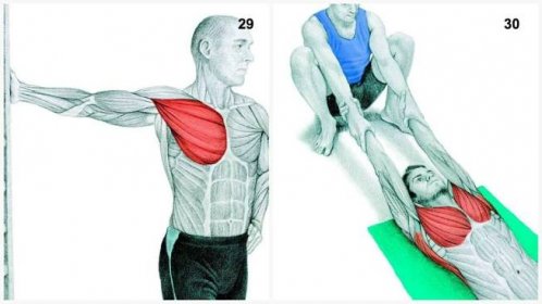 Protahovací cvičení pro protažení hrudních svalů