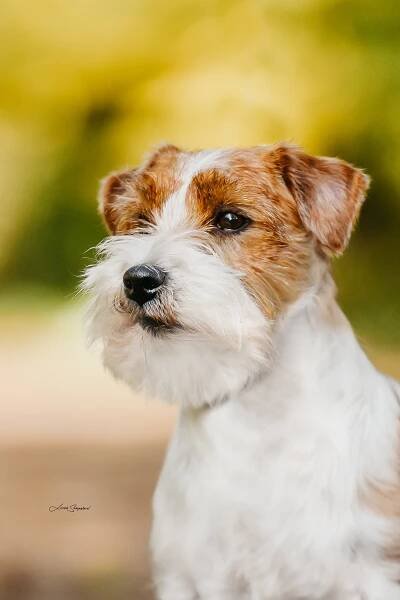 AXWELL OD HADÍHO POTOKA – Jack Russell teriér od Hadího potoka