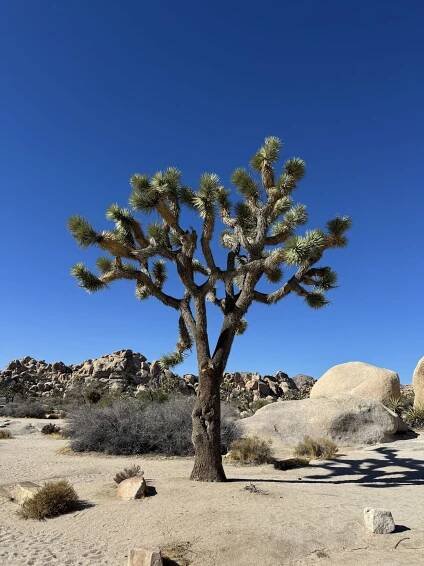The Mystical Sentinels of the Mojave: Unraveling the Secrets of the Joshua Tree