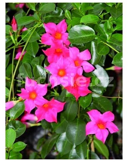 Mandevilla Sanderi)- sytě růžová - Zahradnictví Petro