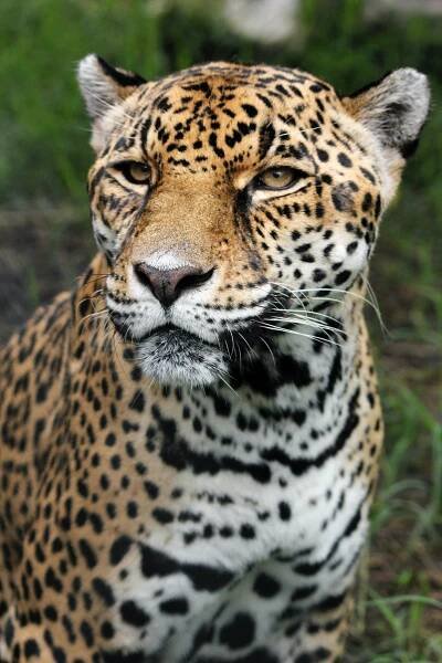 jaguár