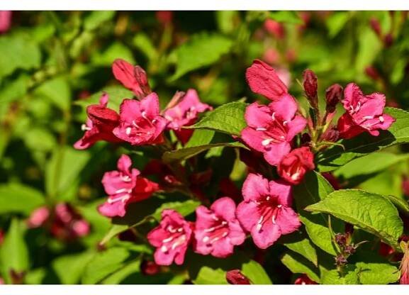weigela 7200788 1920