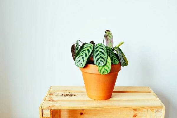Ctenanthe (never never plant) in a terracotta pot on a wooden side table against a white background