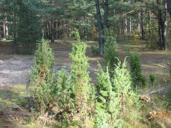 Soubor:Jalowiec grp2.jpg – Wikipedie