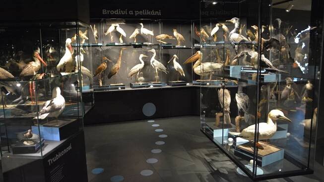VIDEO: V Přerově se po rekonstrukci otevřela Ornitologická stanice