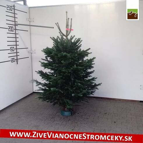 živý vianočný strom pána Kamila
