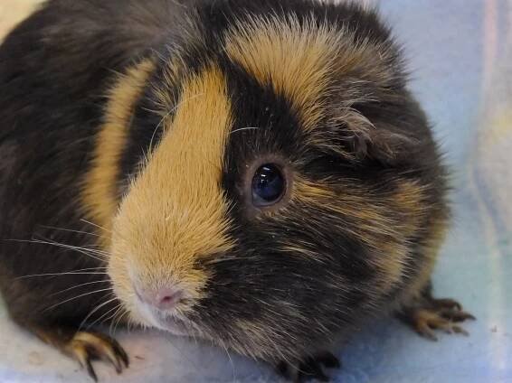 Adopted June 2018