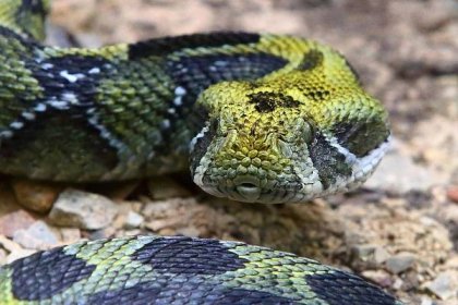 Zoo v Plzni má v Království jedu nové hady, podívejte se na fotky