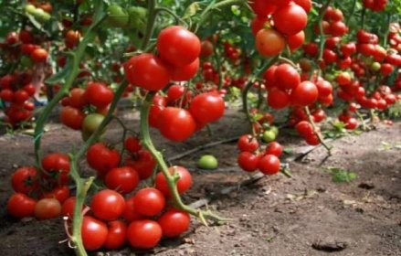 Charakteristika a popis rajčat Masově cukr, pěstování odrůdy