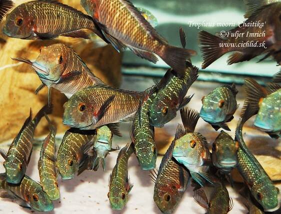 Tropheus moorii 'Cape Chaitika'