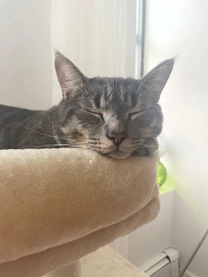 Rufus