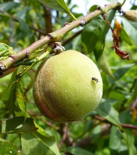 Prunus persica (L.) Batsch - Portale della Flora d'Italia / Portal to the Flora of Italy