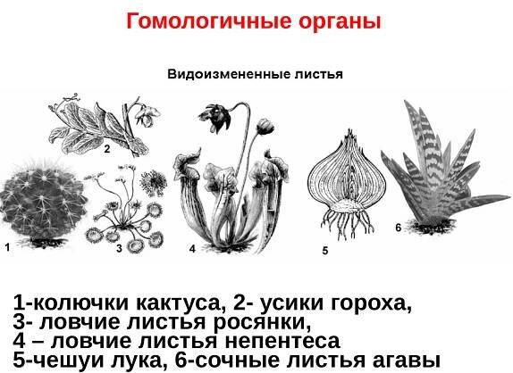 Размножение растений видоизмененными побегами относят к - красивые картинки и обои на рабочий стол