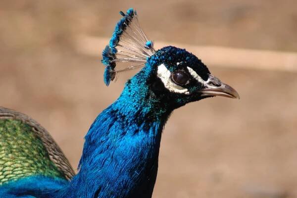 Páv korunkatý | Zoo Olomouc - Svatý Kopeček