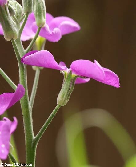 Matthiola incana – fiala šedivá • Pladias: Databáze české flóry a vegetace