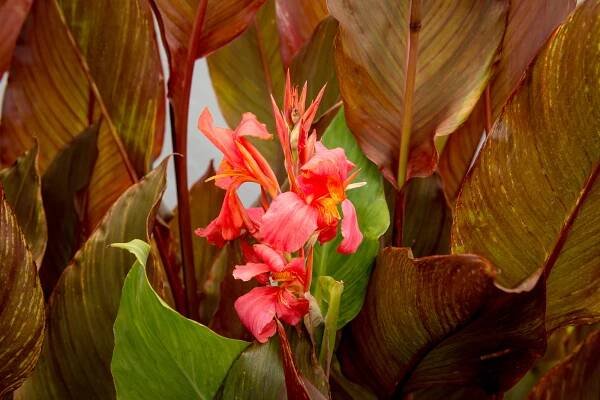 Dosna indická 'Orange' - Canna indica 'Orange'